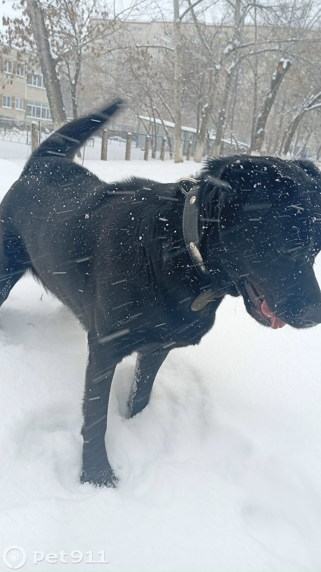 Найдена собака в Оренбурге — фото объявления