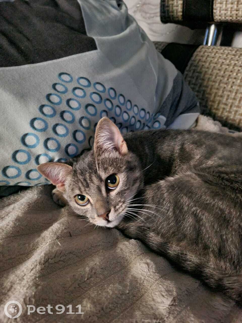 Пропала кошка в Оренбурге — фото объявления