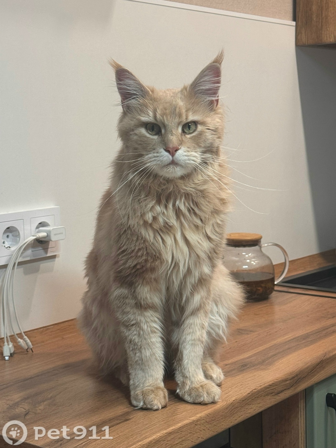 Найдена кошка в Оренбурге — фото объявления