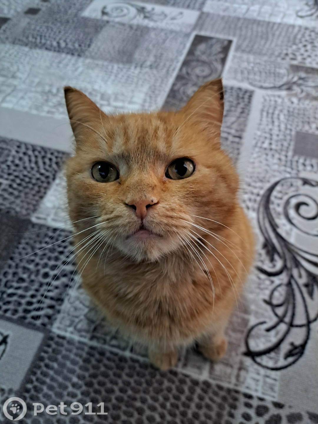 Пропала кошка в Оренбурге — фото объявления