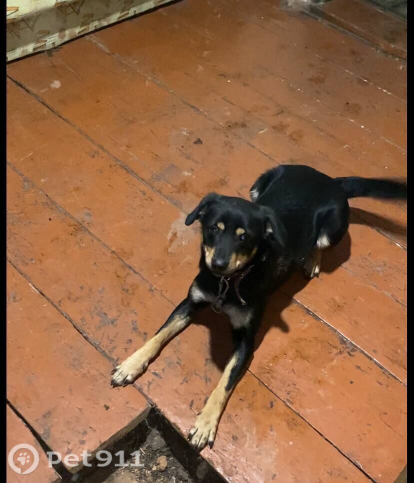 Пропала собака в Оренбурге — фото объявления