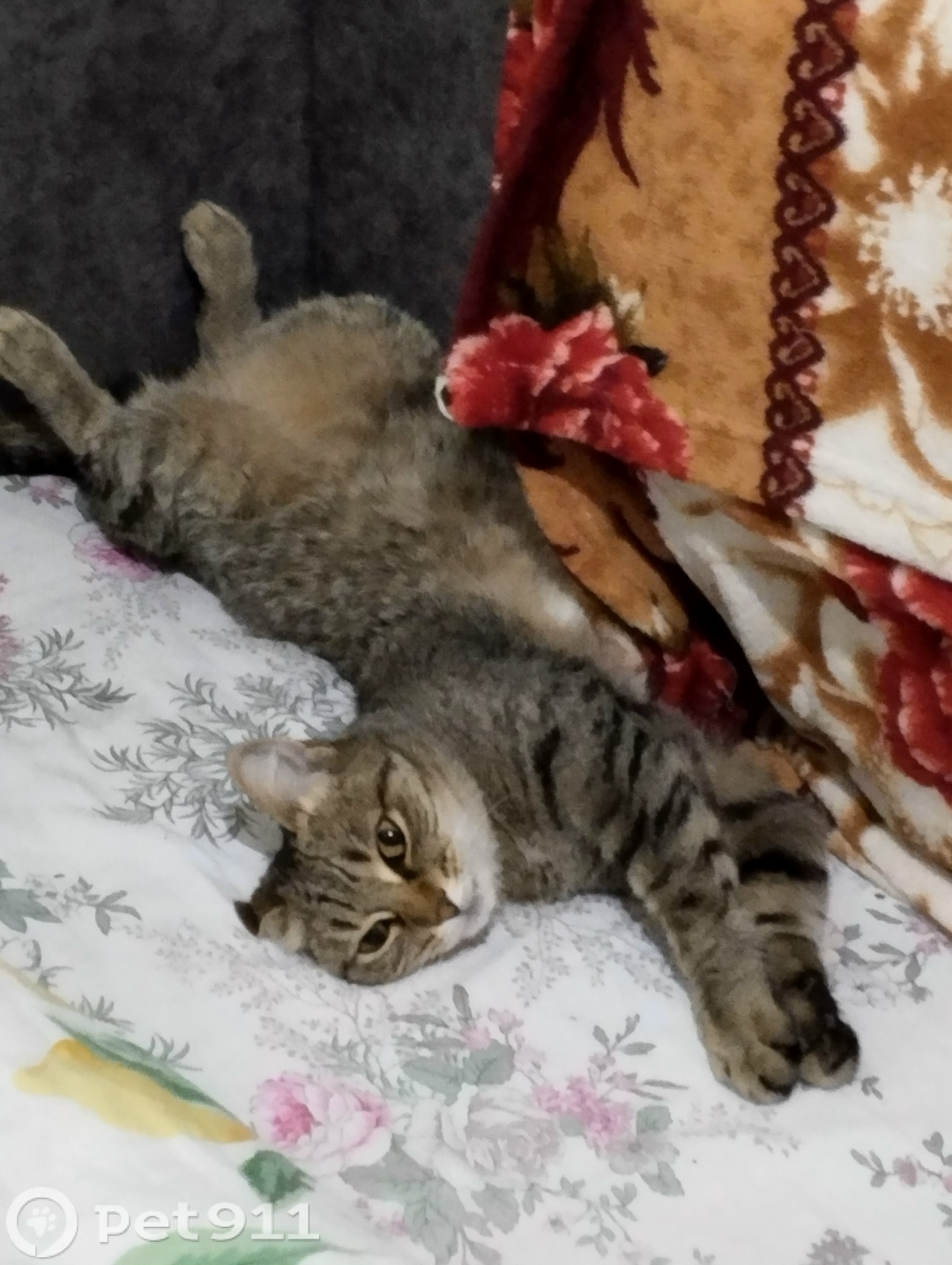 Пропала собака в Оренбурге — фото объявления