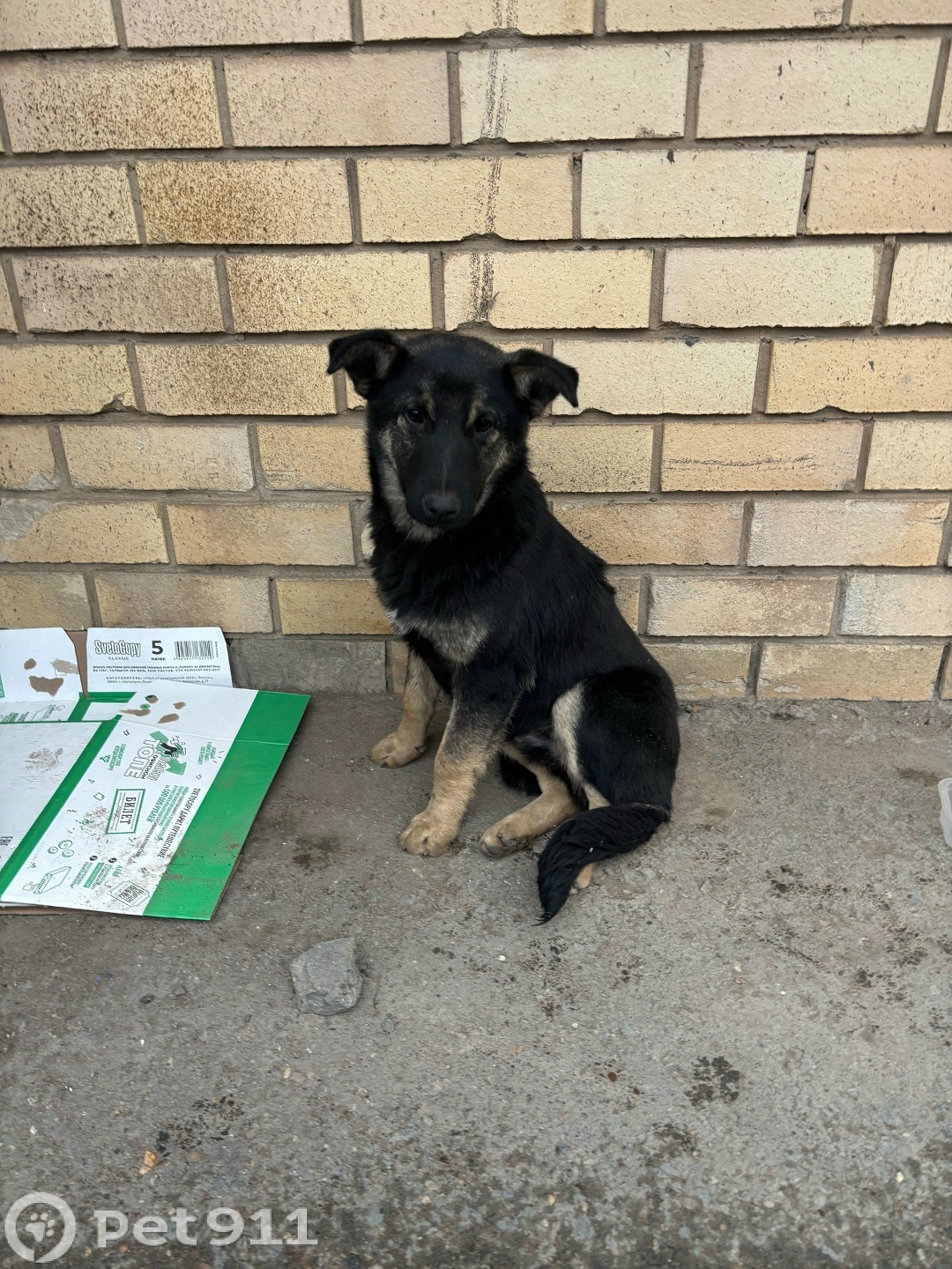 Пропала собака в Оренбурге — фото объявления