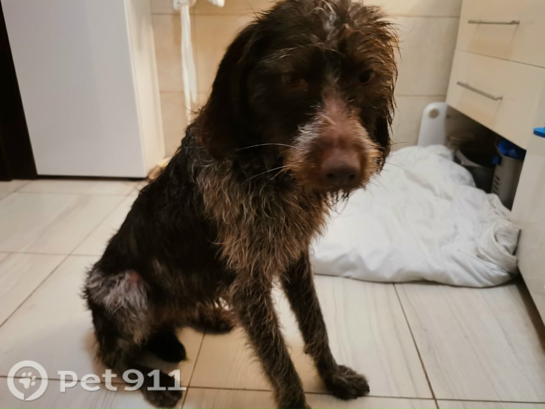 Найдена собака в Оренбурге — фото объявления