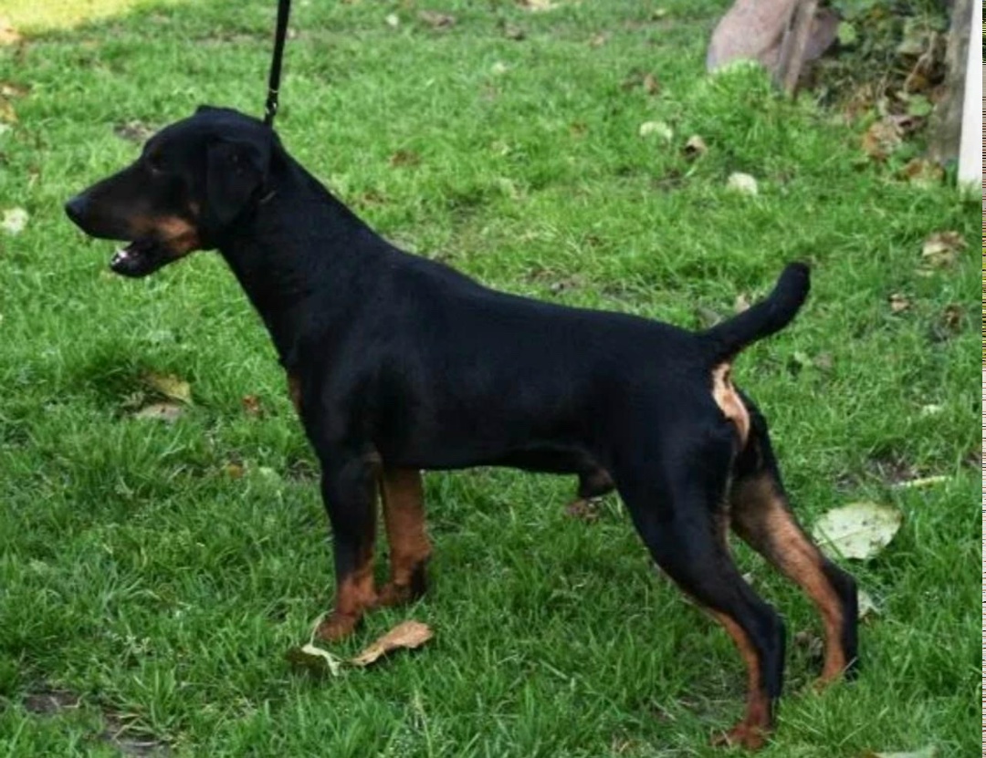 Пропала собака в Оренбурге — фото объявления