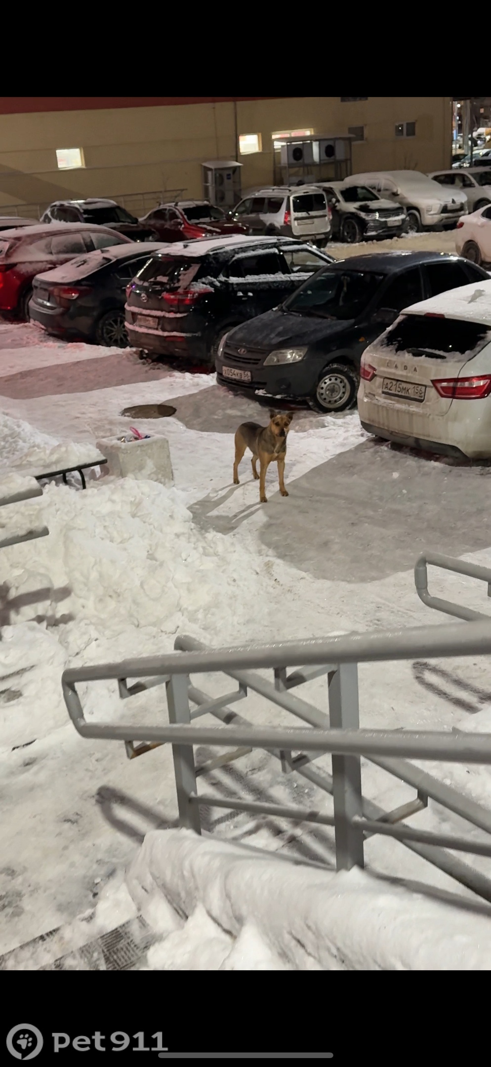 Найдена собака в Оренбурге — фото объявления
