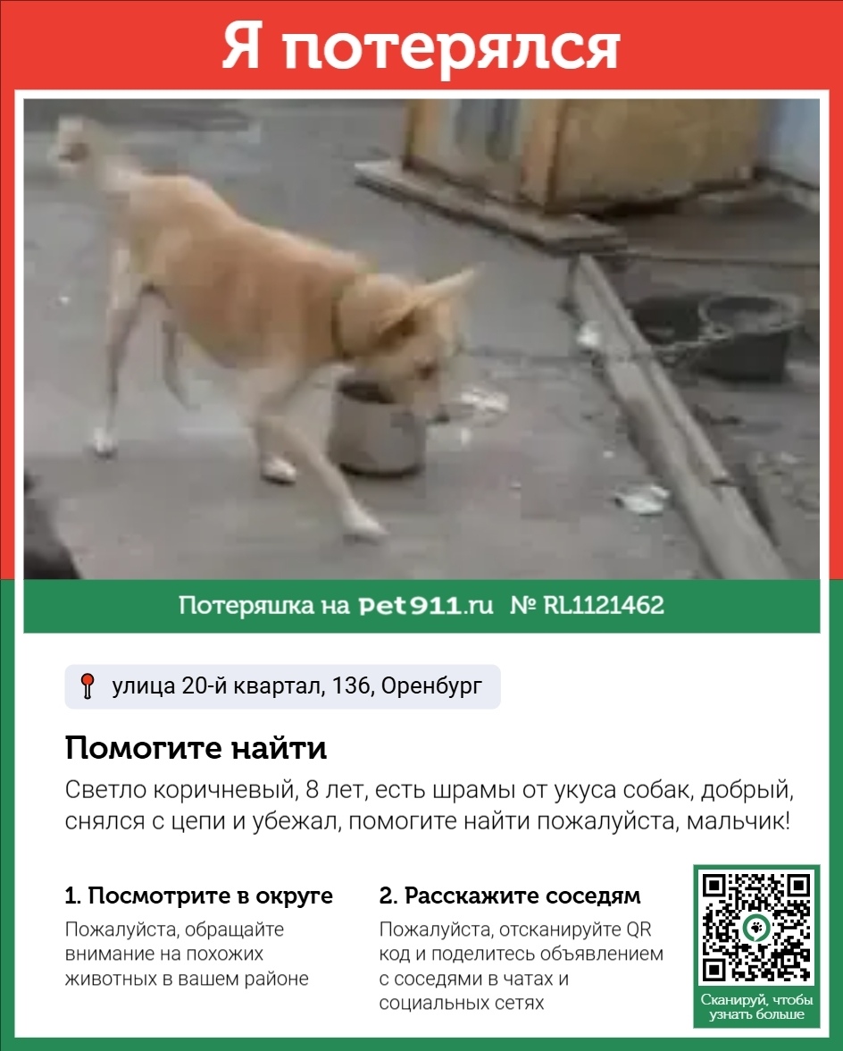 Пропала собака в Оренбурге — фото объявления