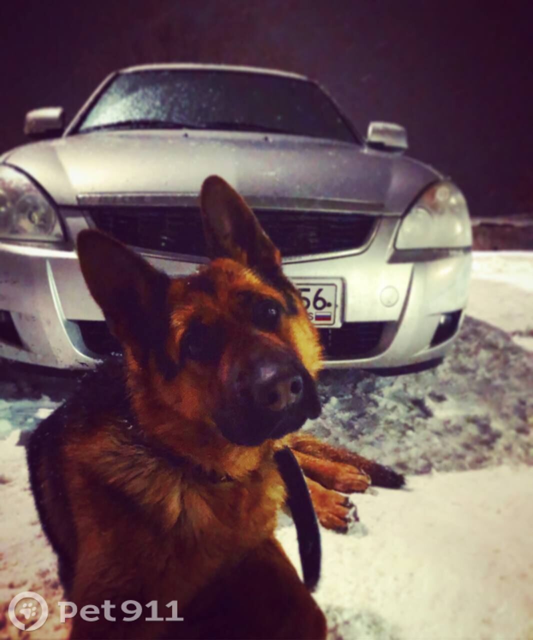 Пропала собака в Оренбурге — фото объявления