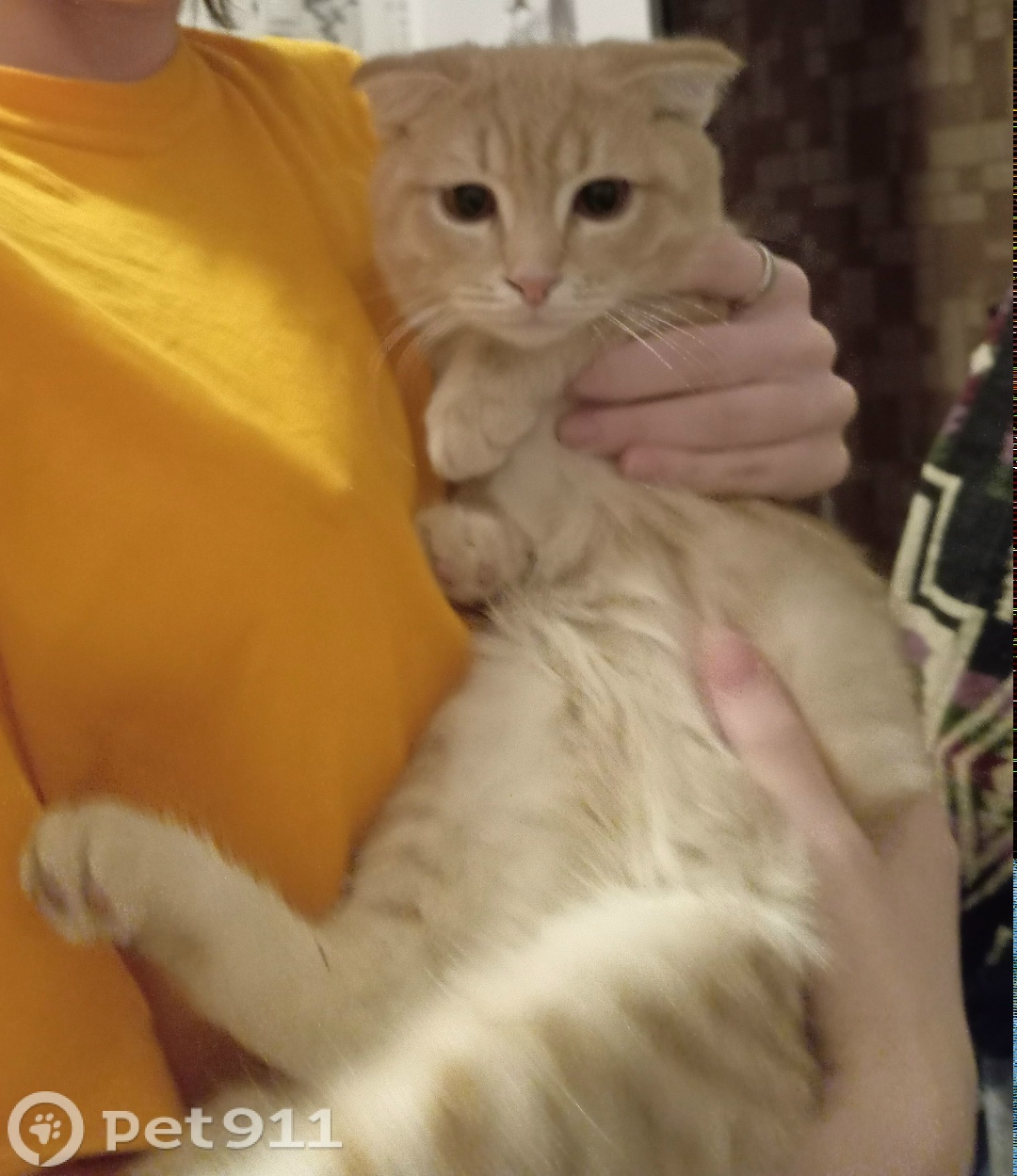 Найдена кошка в Оренбурге — фото объявления