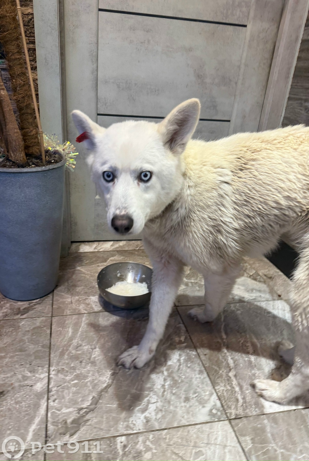 Найдена собака в Оренбурге — фото объявления