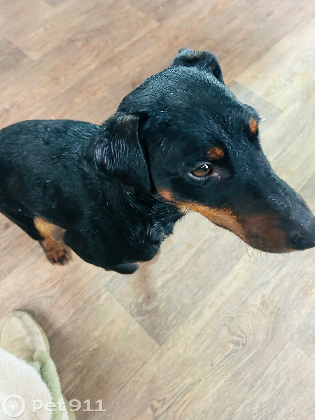 Найдена собака в Оренбурге — фото объявления