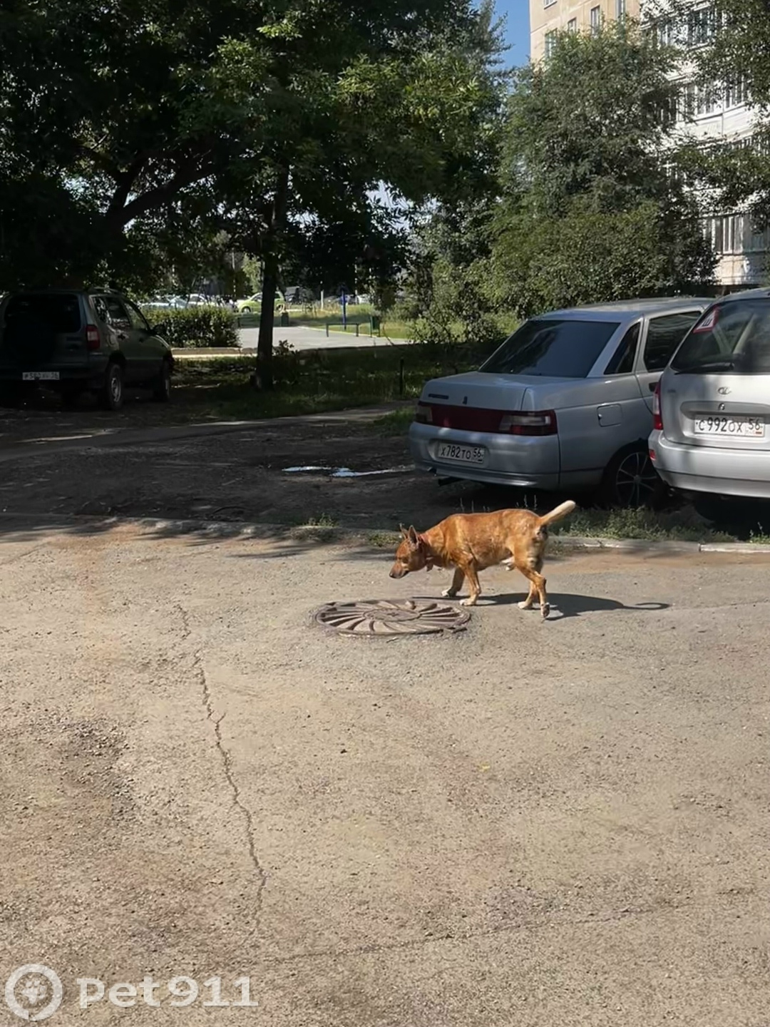 Найдена собака в Оренбурге — фото объявления