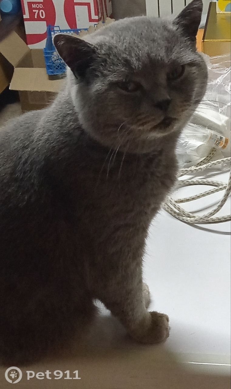 Пропала кошка в Оренбурге — фото объявления