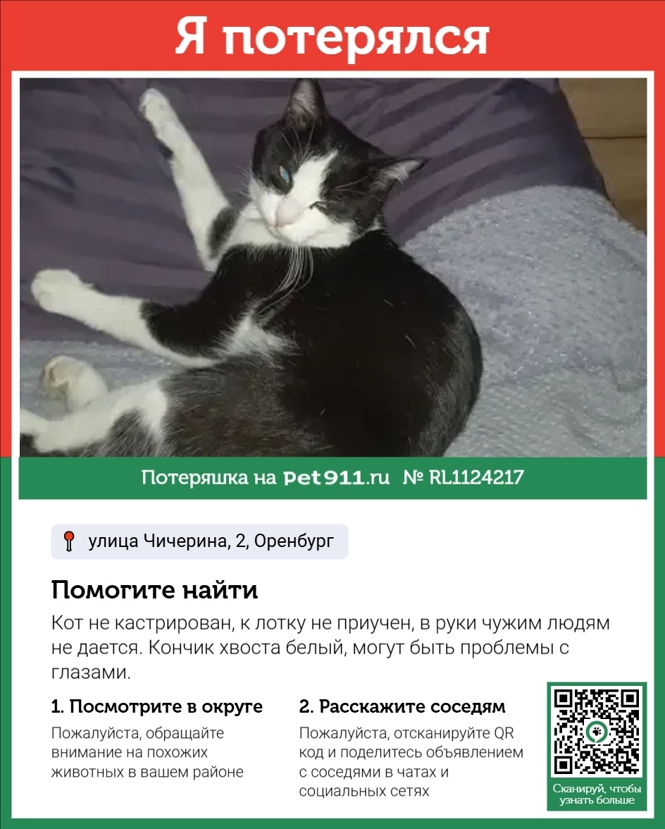 Пропала кошка в Оренбурге — фото объявления