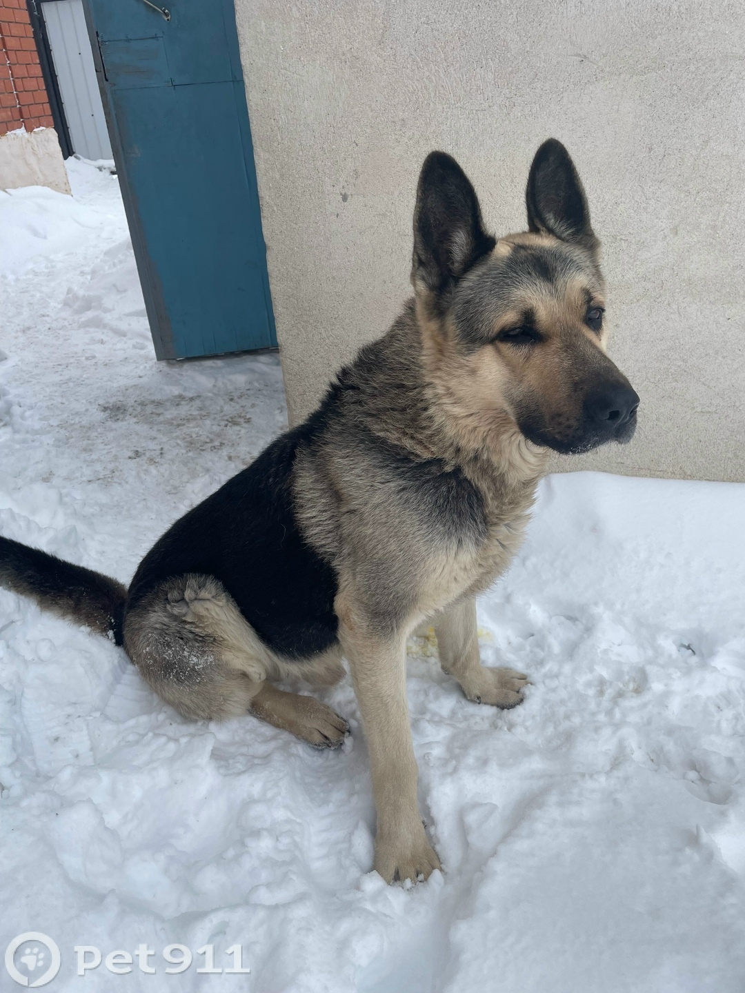 Найдена собака в Оренбурге — фото объявления