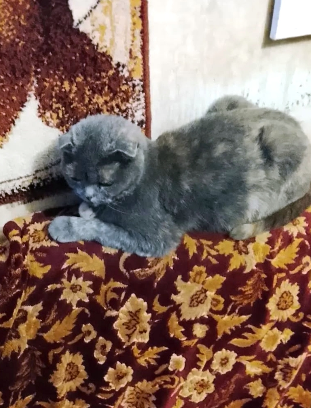 Найдена кошка в Оренбурге — фото объявления