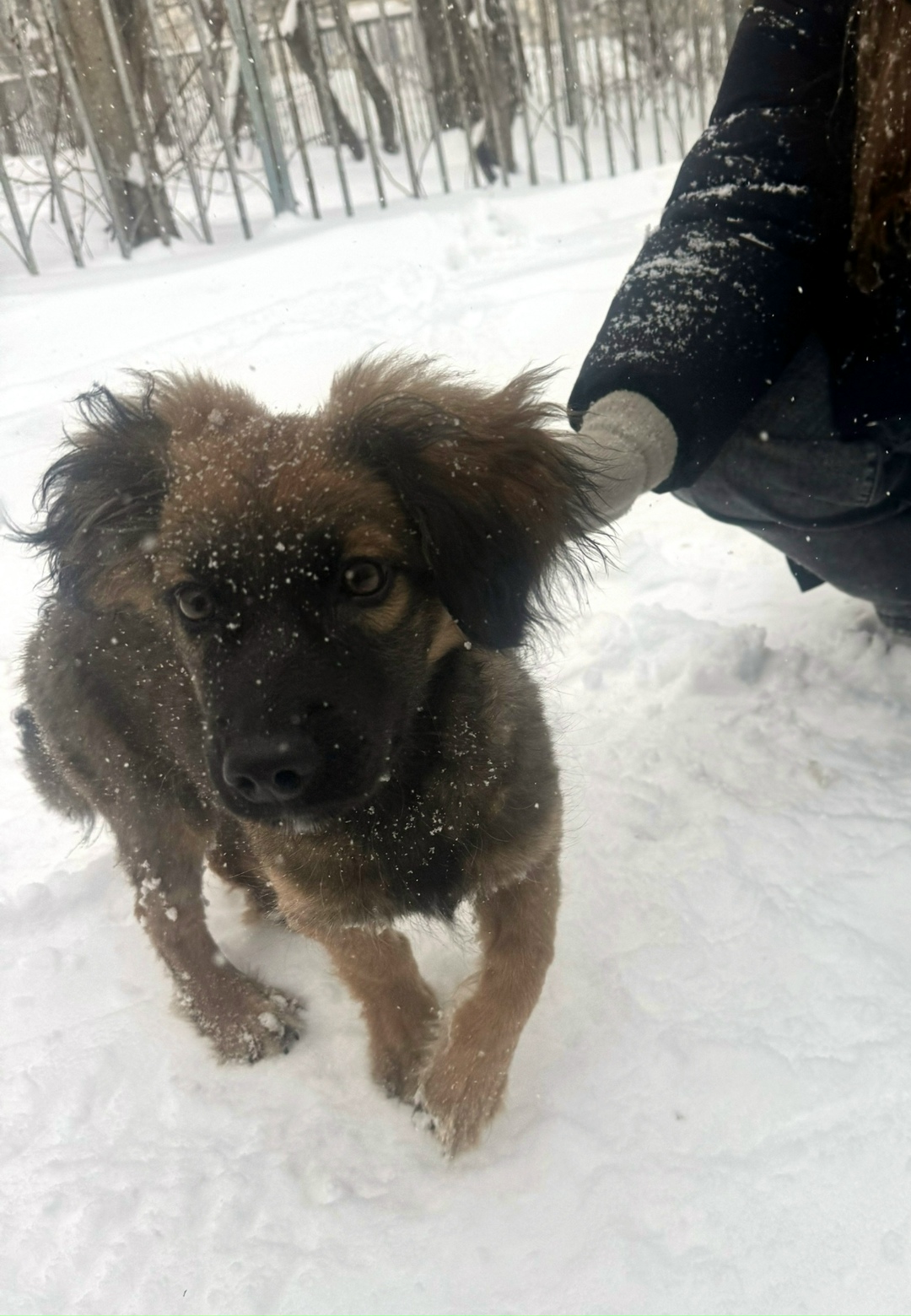 Найдена собака в Оренбурге — фото объявления