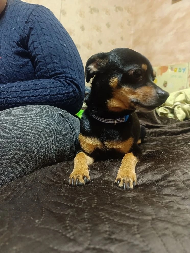 Найдена собака в Оренбурге — фото объявления