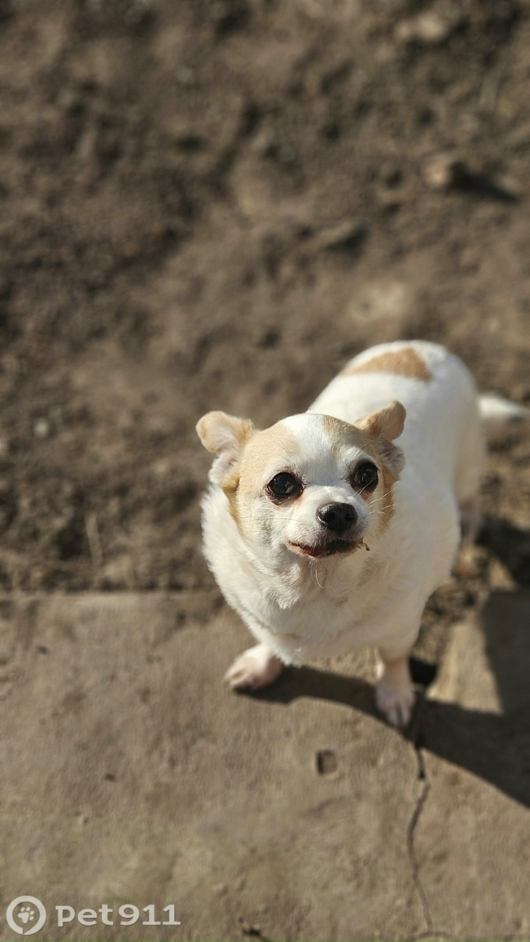 Пропала собака в Оренбурге — фото объявления