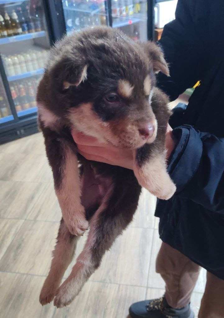 Найдена собака в Оренбурге — фото объявления