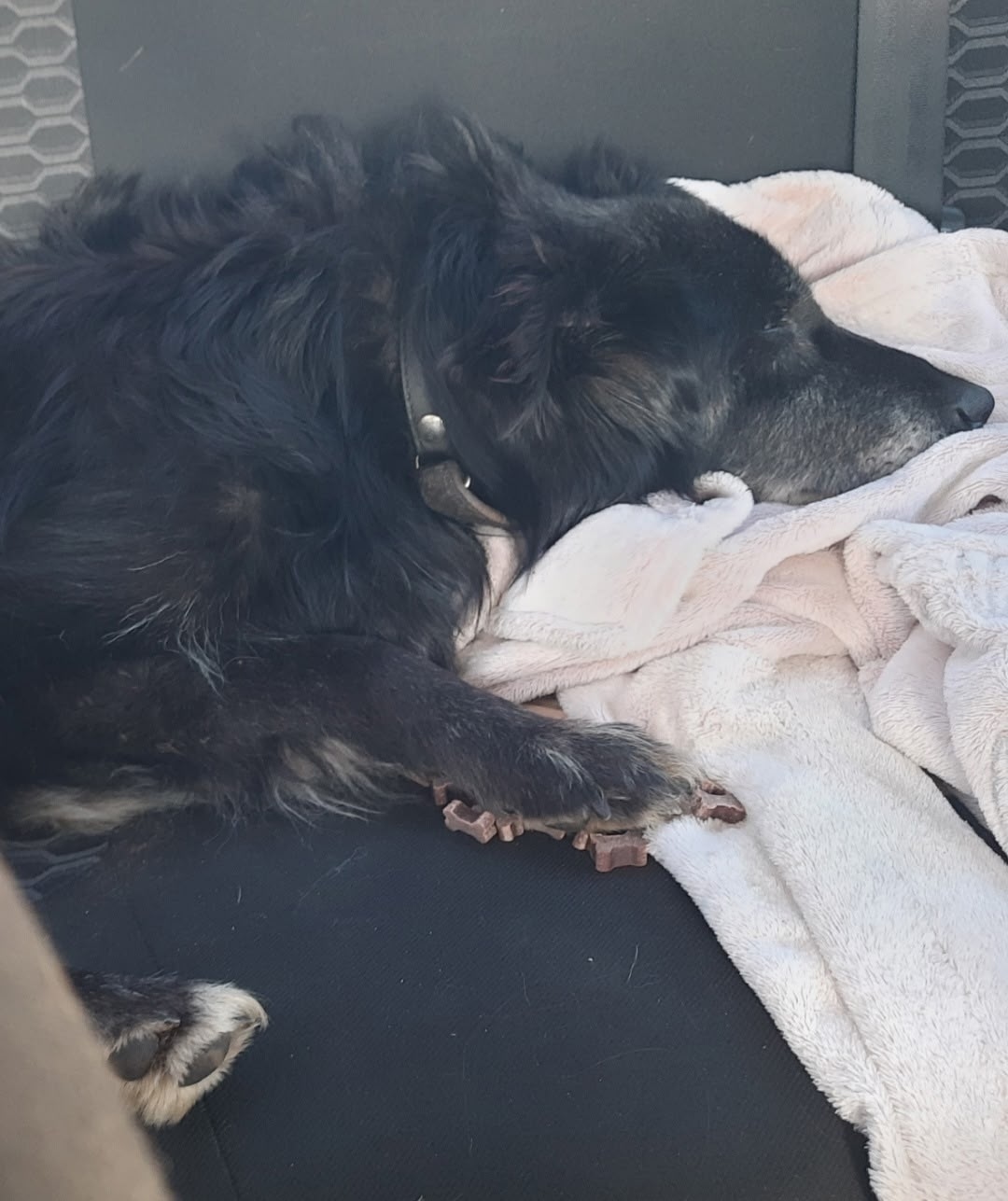 Найдена собака в Оренбурге — фото объявления