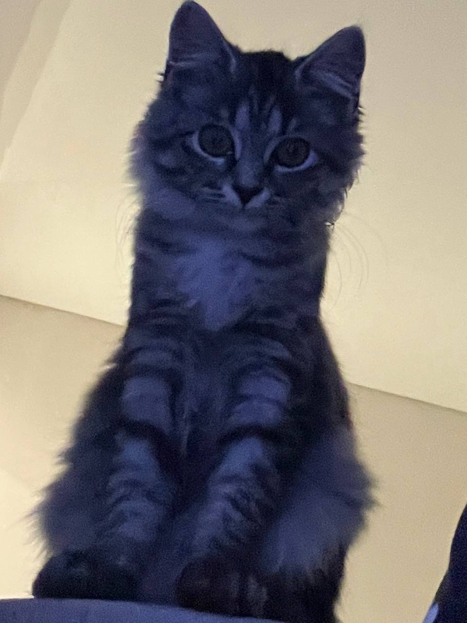 Пропала кошка в Оренбурге — фото объявления