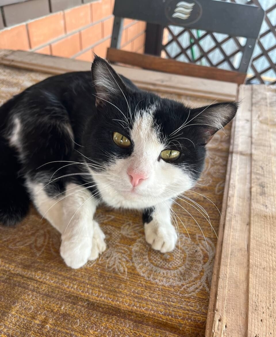 Пропала кошка в Оренбурге — фото объявления