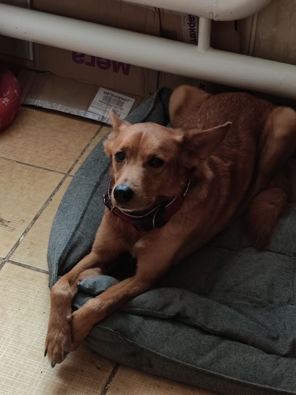 Пропала собака в Оренбурге — фото объявления