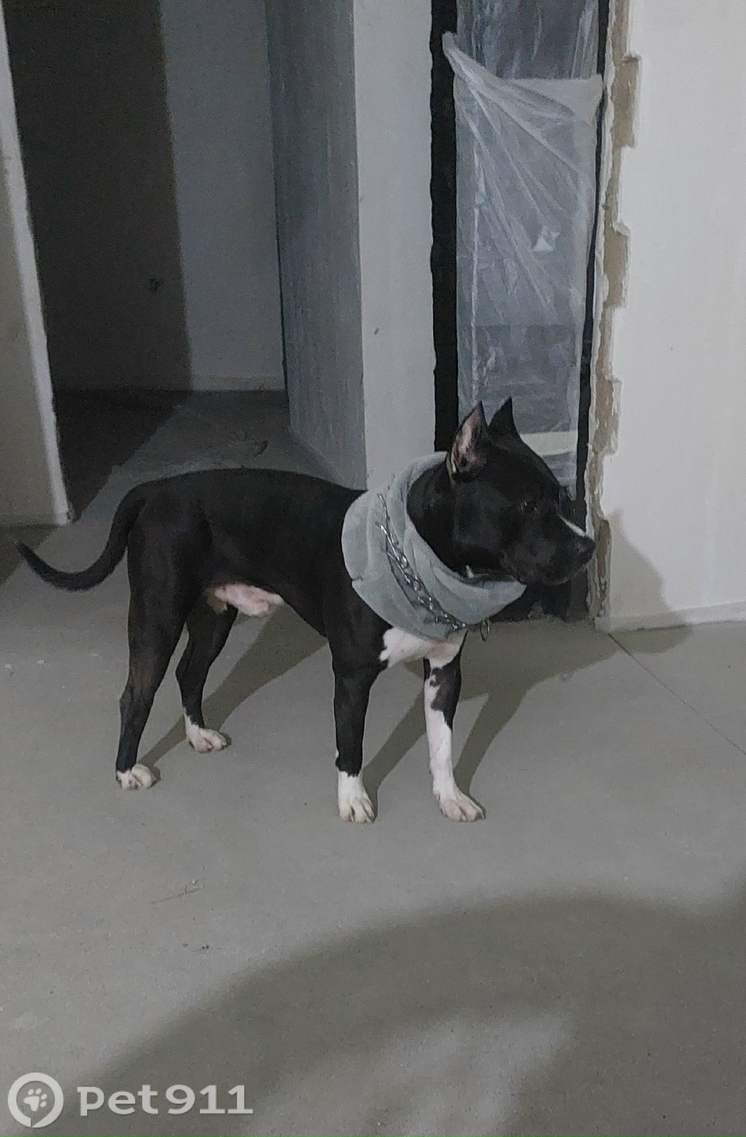 Найдена собака в Оренбурге — фото объявления