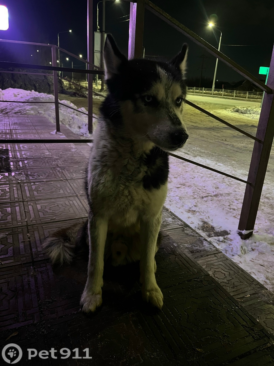 Найдена собака в Оренбурге — фото объявления