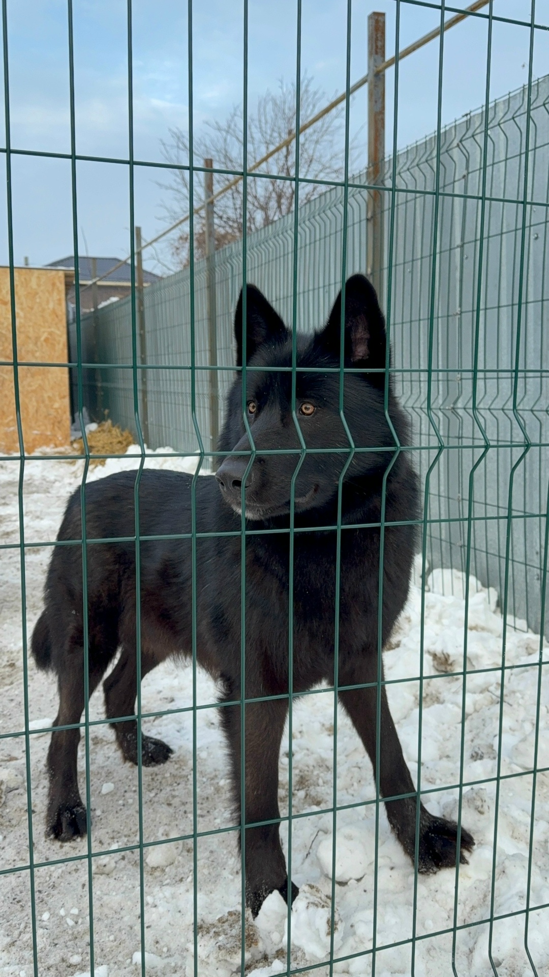 Пропала собака в Оренбурге — фото объявления