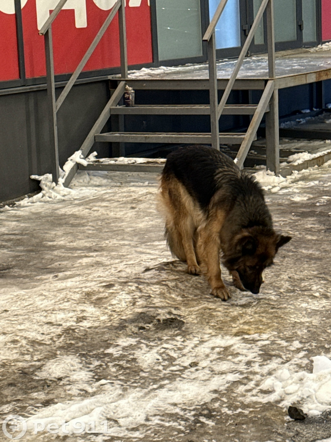 Найдена собака в Оренбурге — фото объявления