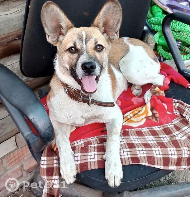 Пропала собака в Оренбурге — фото объявления