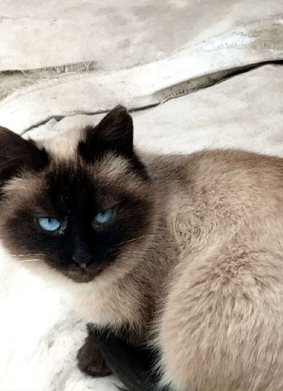 Найдена кошка в Оренбурге — фото объявления