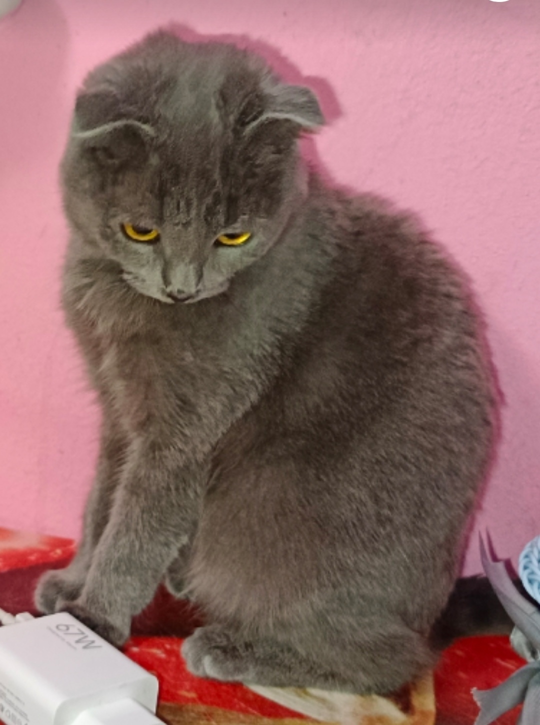 Найдена кошка в Оренбурге — фото объявления