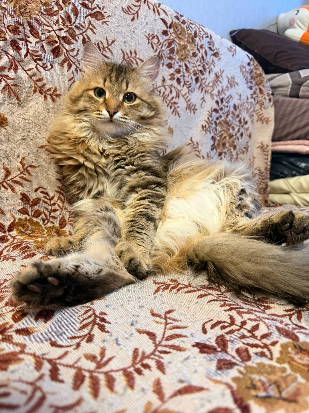 Найдена кошка в Оренбурге — фото объявления