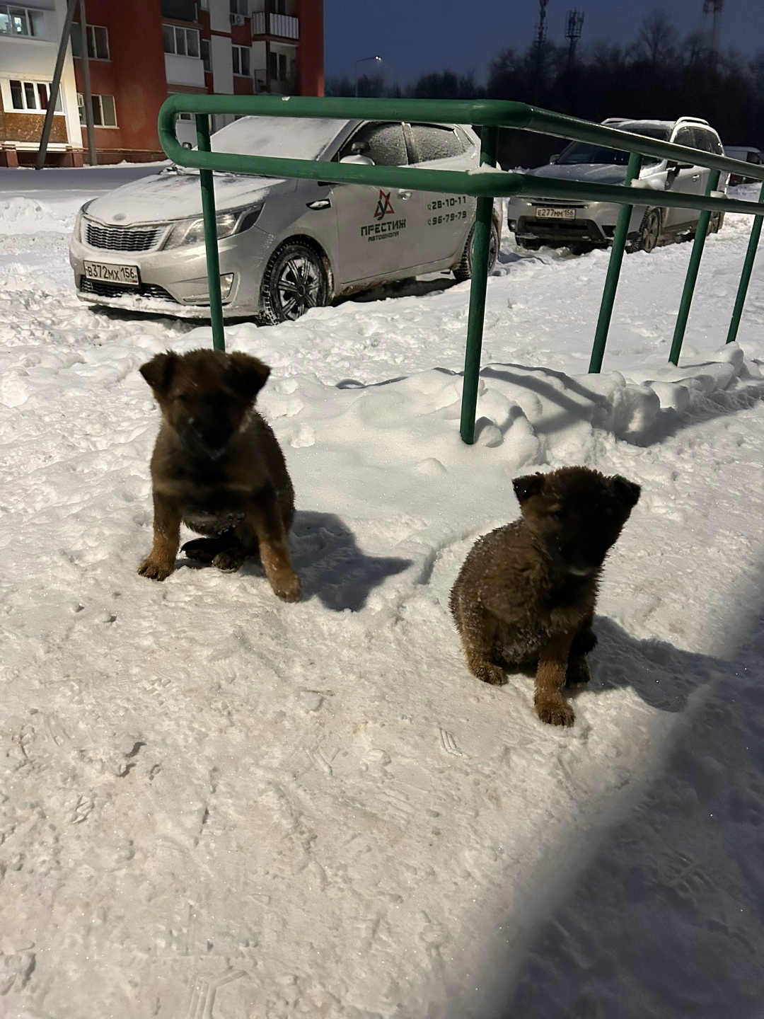 Найдена собака в Оренбурге — фото объявления