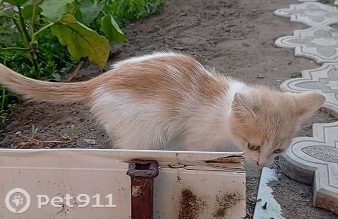 Пропала кошка в Оренбурге — фото объявления