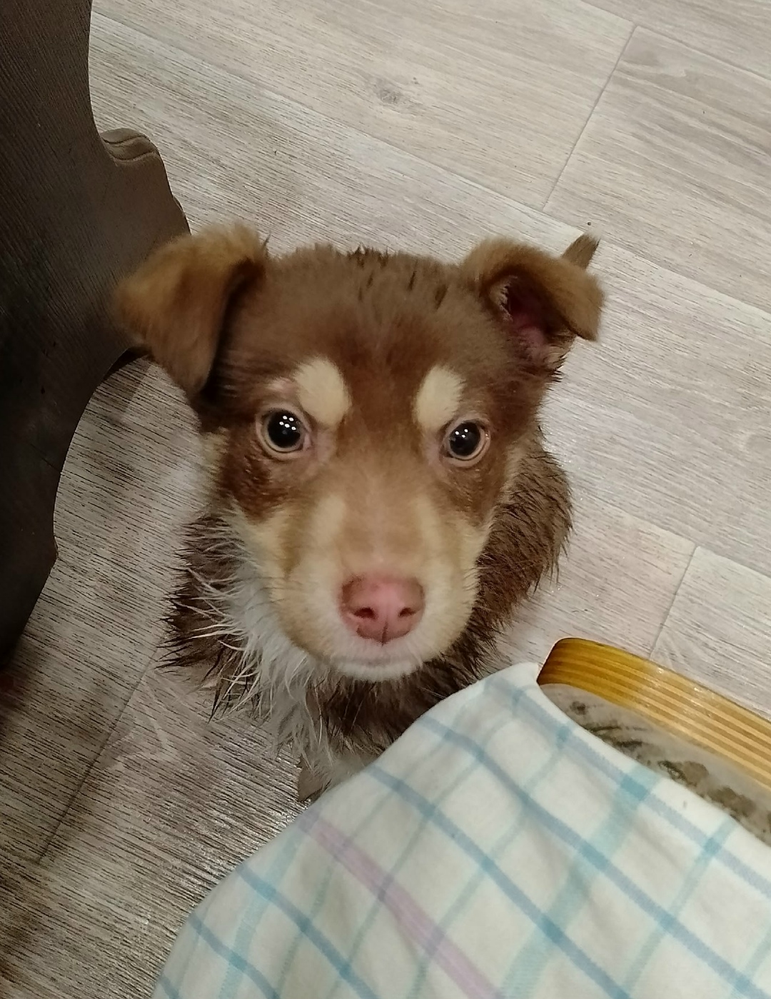 Найдена собака в Оренбурге — фото объявления