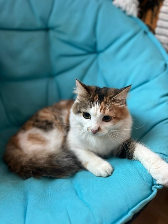 Найдена собака в Оренбурге — фото объявления