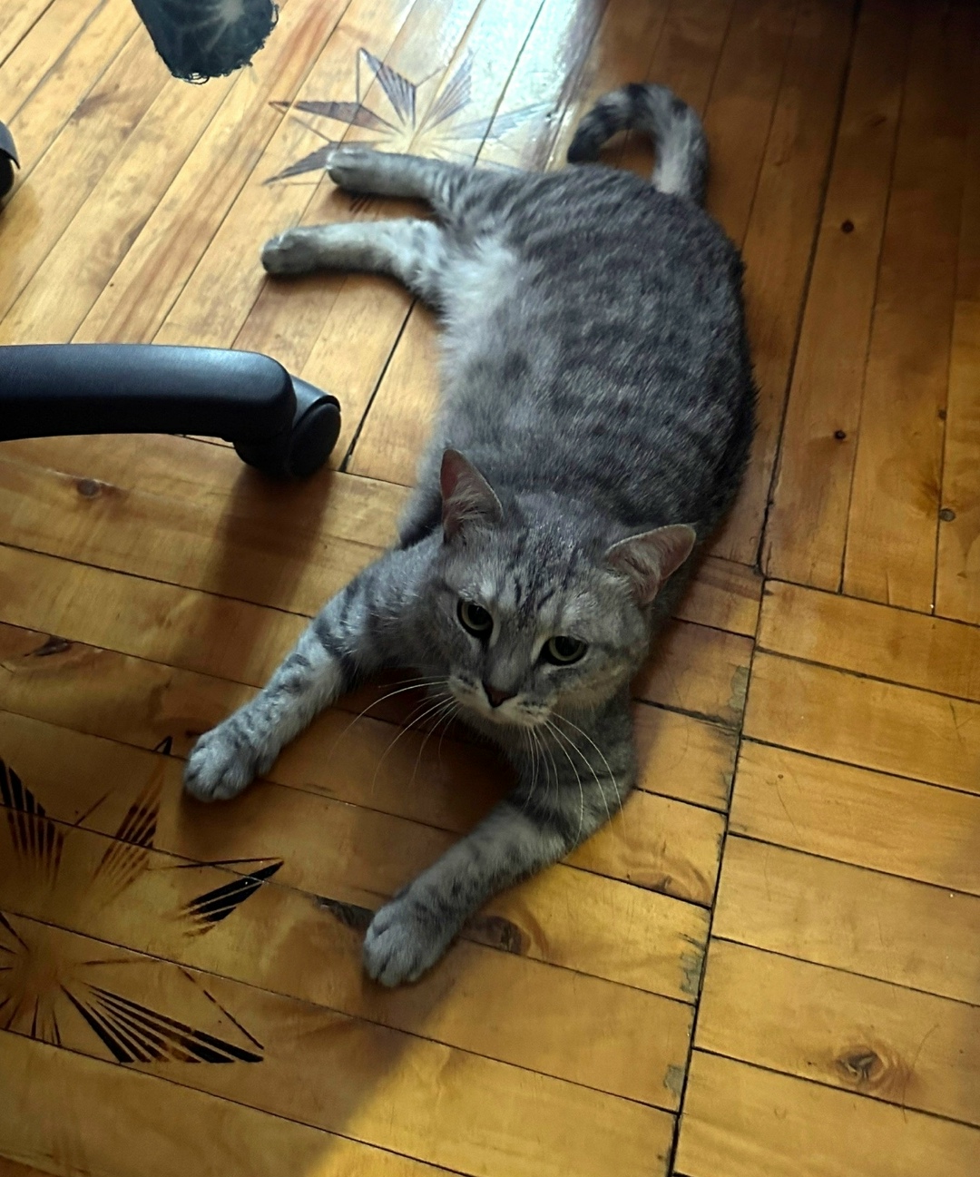 Найдена собака в Оренбурге — фото объявления