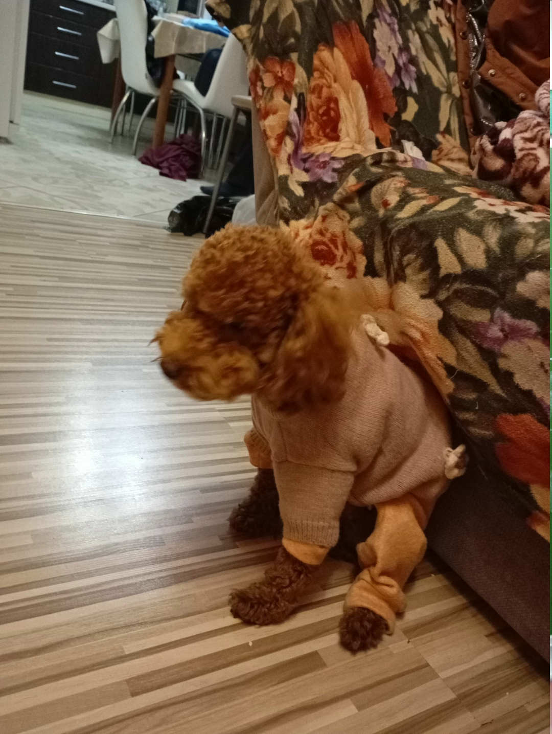 Найдена собака в Оренбурге — фото объявления