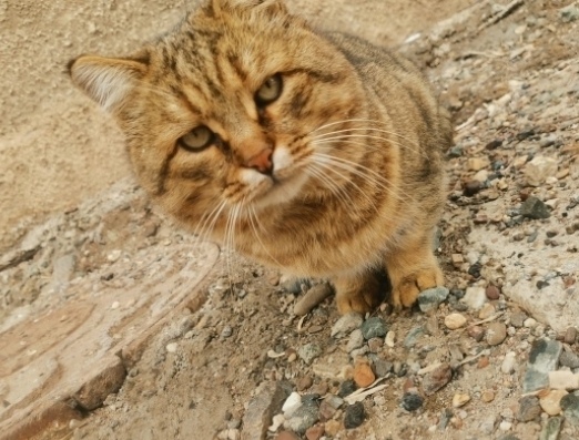 Найдена кошка в Оренбурге — фото объявления