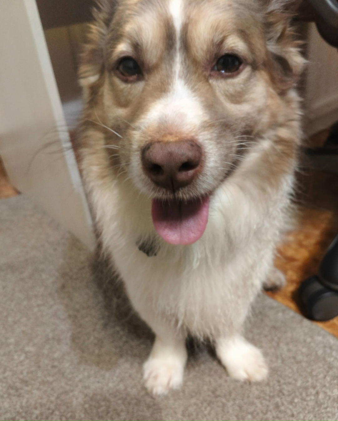 Пропала собака в Оренбурге — фото объявления