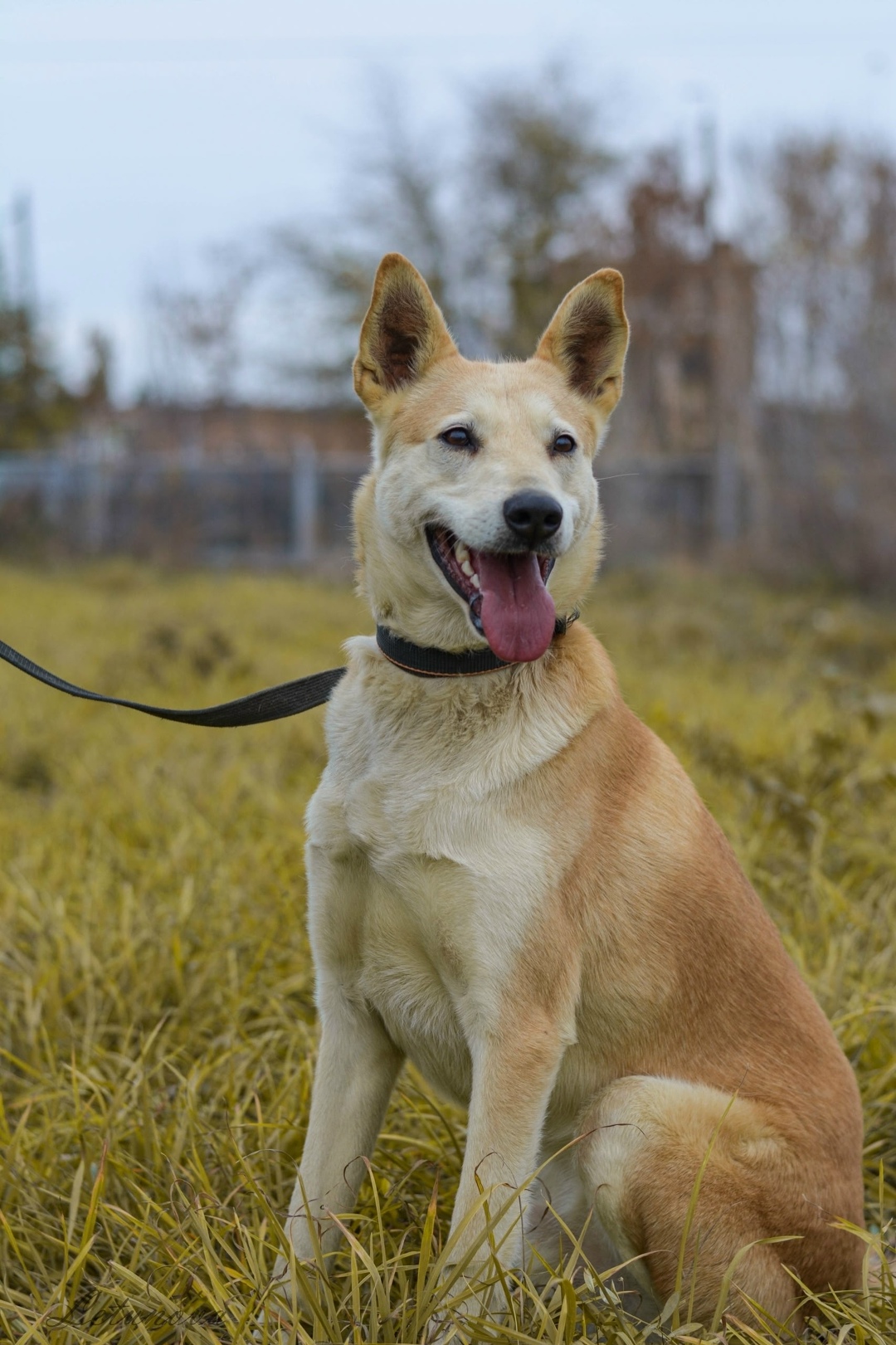 Найдена собака в Оренбурге — фото объявления