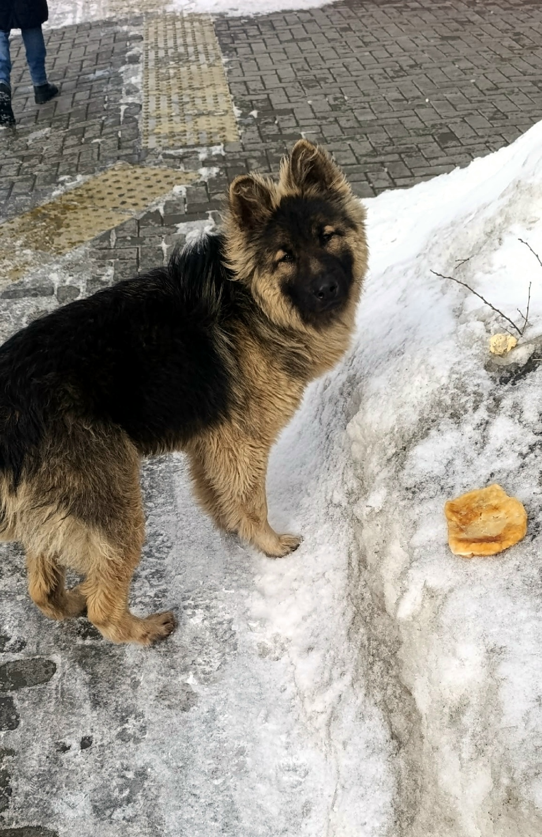 Найдена собака в Оренбурге — фото объявления