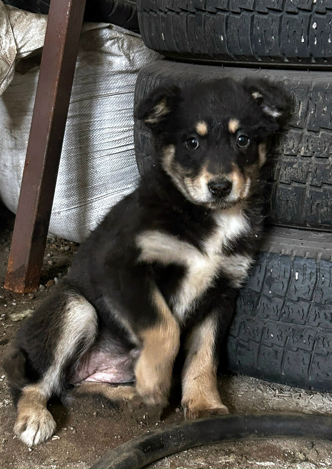 Найдена собака в Оренбурге — фото объявления
