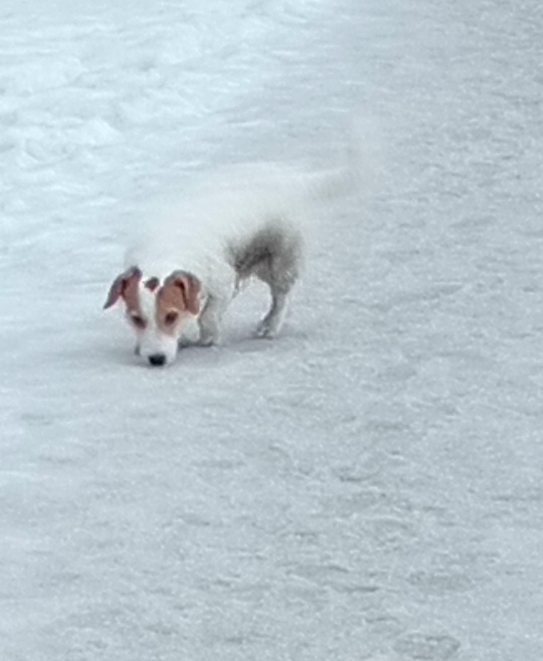 Найдена собака в Оренбурге — фото объявления