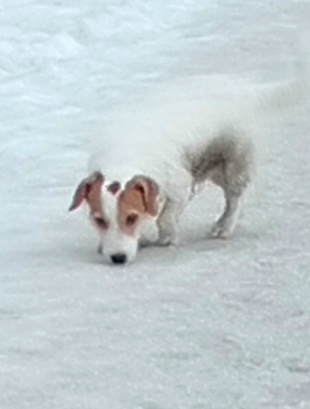 Найдена собака в Оренбурге — фото объявления