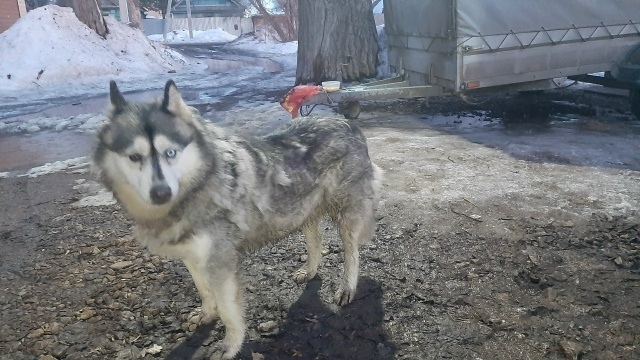 Найдена собака в Оренбурге — фото объявления